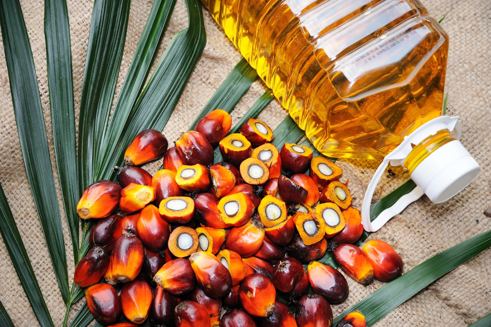 Is Palm Oil Good For Cholesterol